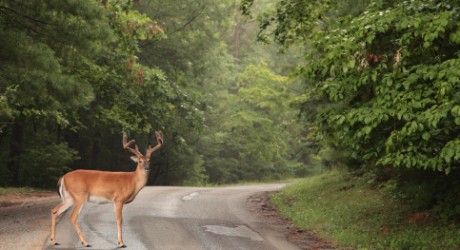 deer-in-road-460x250