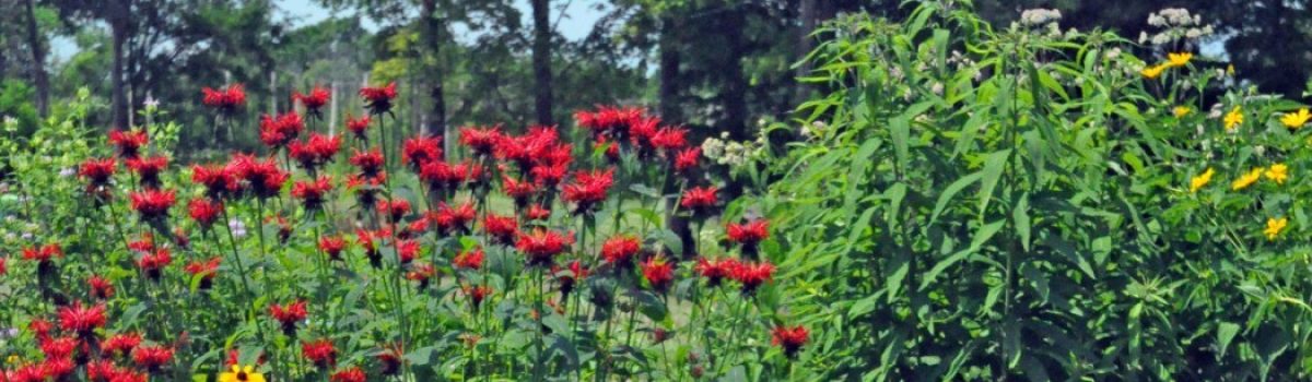 Transitioning Your Yard to Native Plants: How?