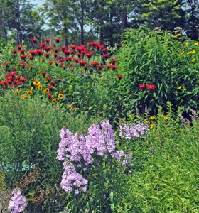 Transitioning Your Yard to Native Plants: How?